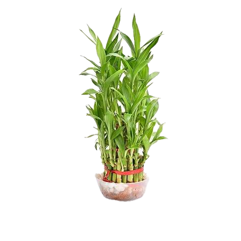 Premium 3-Layer Lucky Bamboo in Decorative Bowl β A Symbol of Fortune & Harmony!