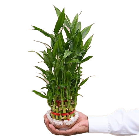Premium 3-Layer Lucky Bamboo in Decorative Bowl β A Symbol of Fortune & Harmony!
