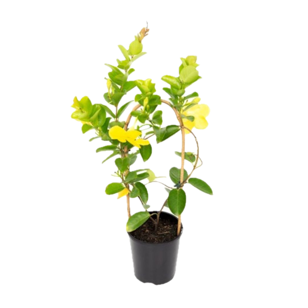 Golden Allamanda Creeper – Vibrant Blooming Beauty in Decorative Pot