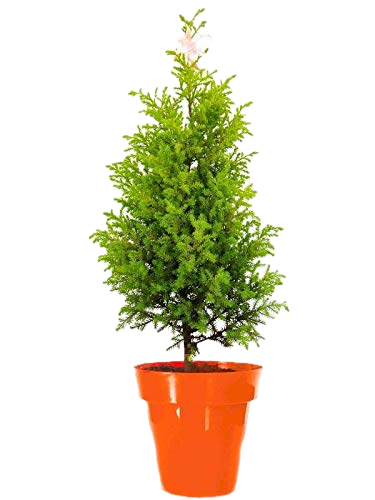 Araucaria Christmas Tree – Air-Purifying Evergreen in Elegant Pot