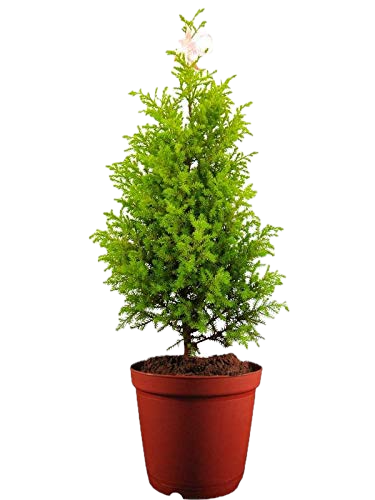Araucaria Christmas Tree – Air-Purifying Evergreen in Elegant Pot