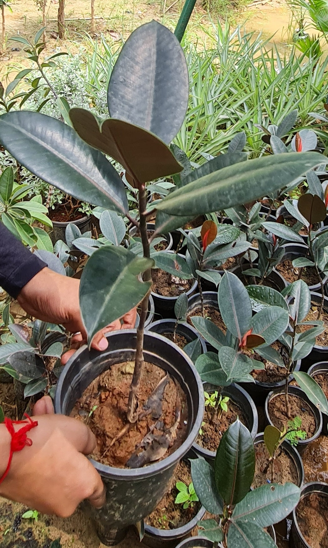 Lush Rubber Fig Plant (Ficus Elastica) - Perfect Indoor Greenery