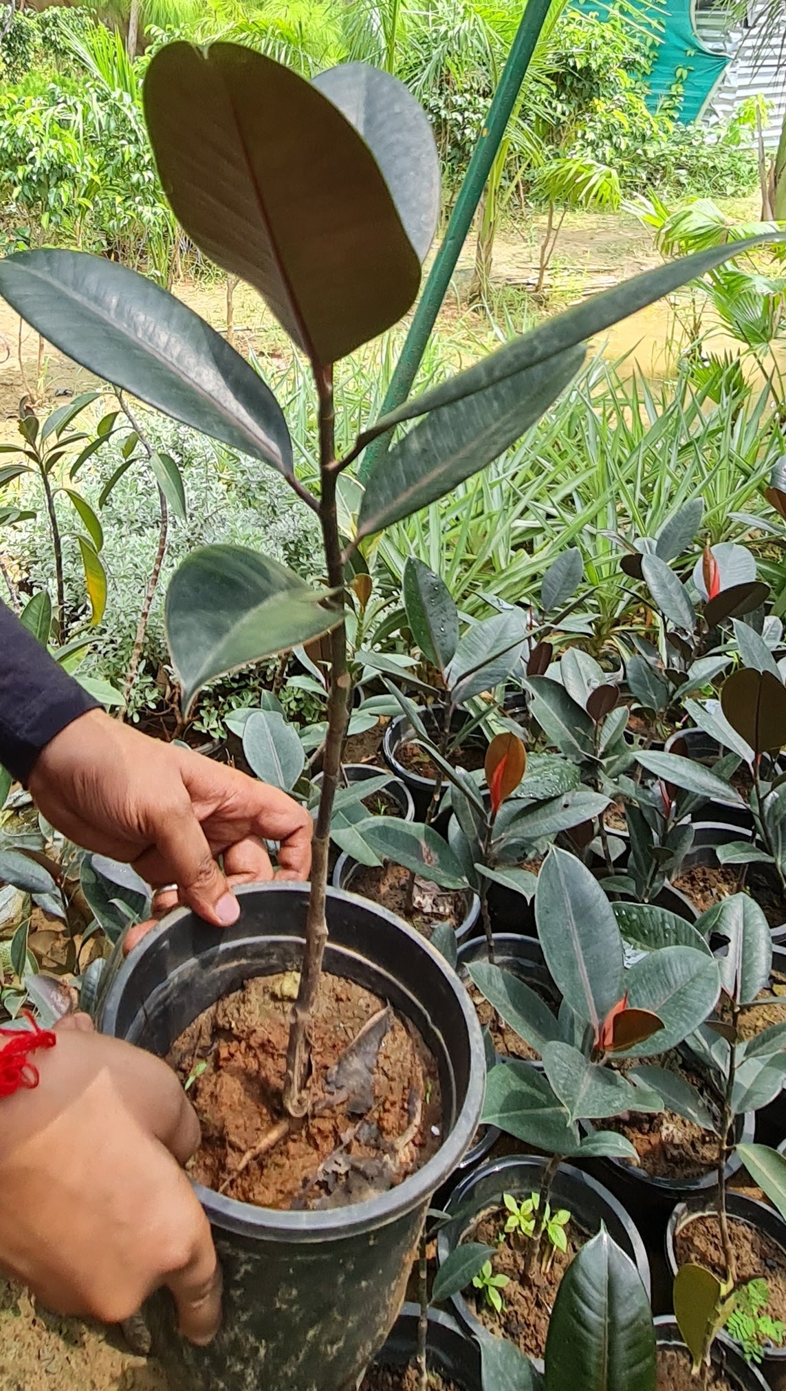 Lush Rubber Fig Plant (Ficus Elastica) - Perfect Indoor Greenery