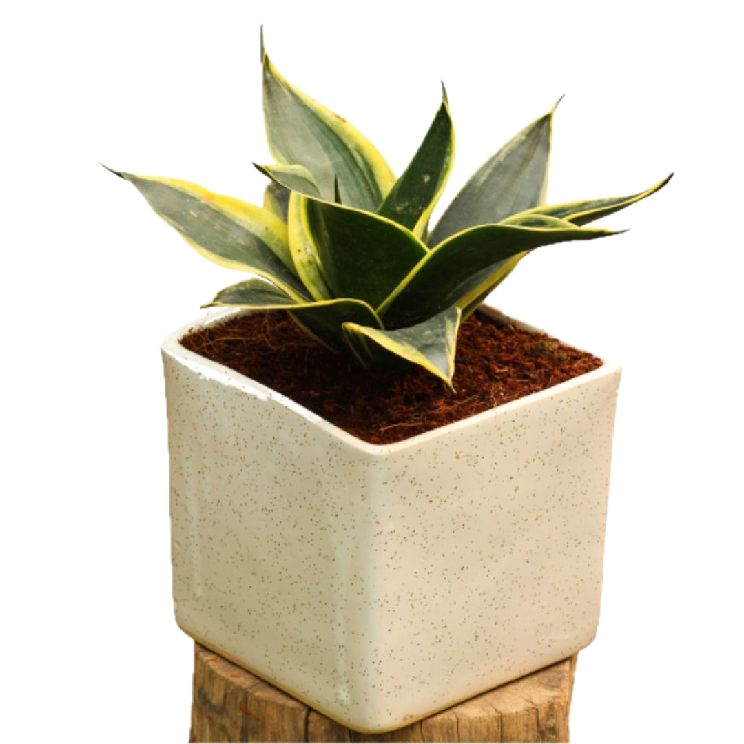 Golden Dwarf Snake Plant – Air-Purifying Elegance in Ceramic Pot