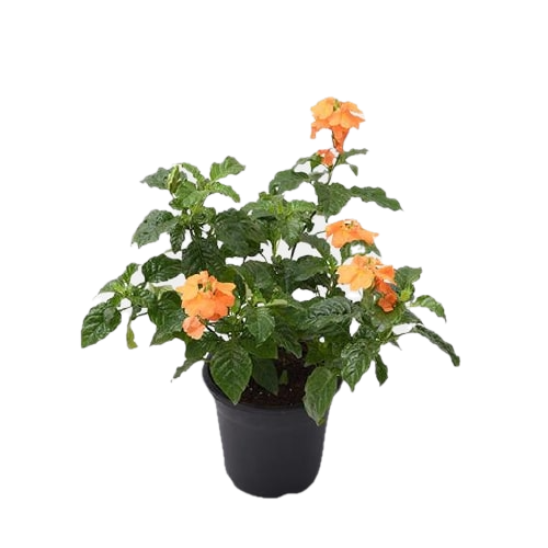 Vibrant Firecracker Flower β Abuli Plant in Decorative Pot!