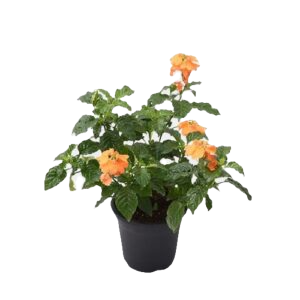 Vibrant Firecracker Flower β Abuli Plant in Decorative Pot!