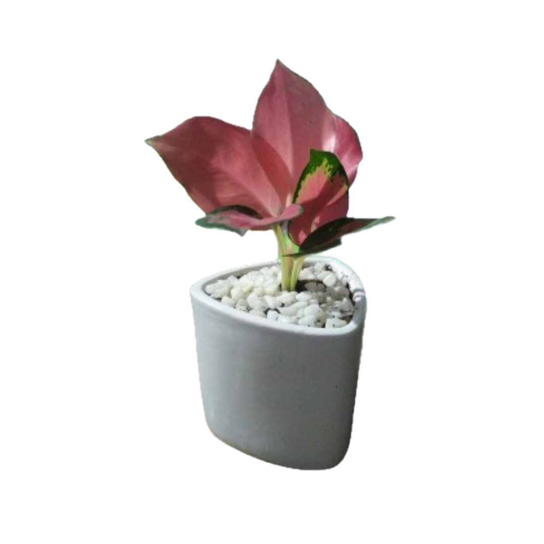 Striking Dark Pink Aglaonema – A Touch of Elegance in a Ceramic Pot!