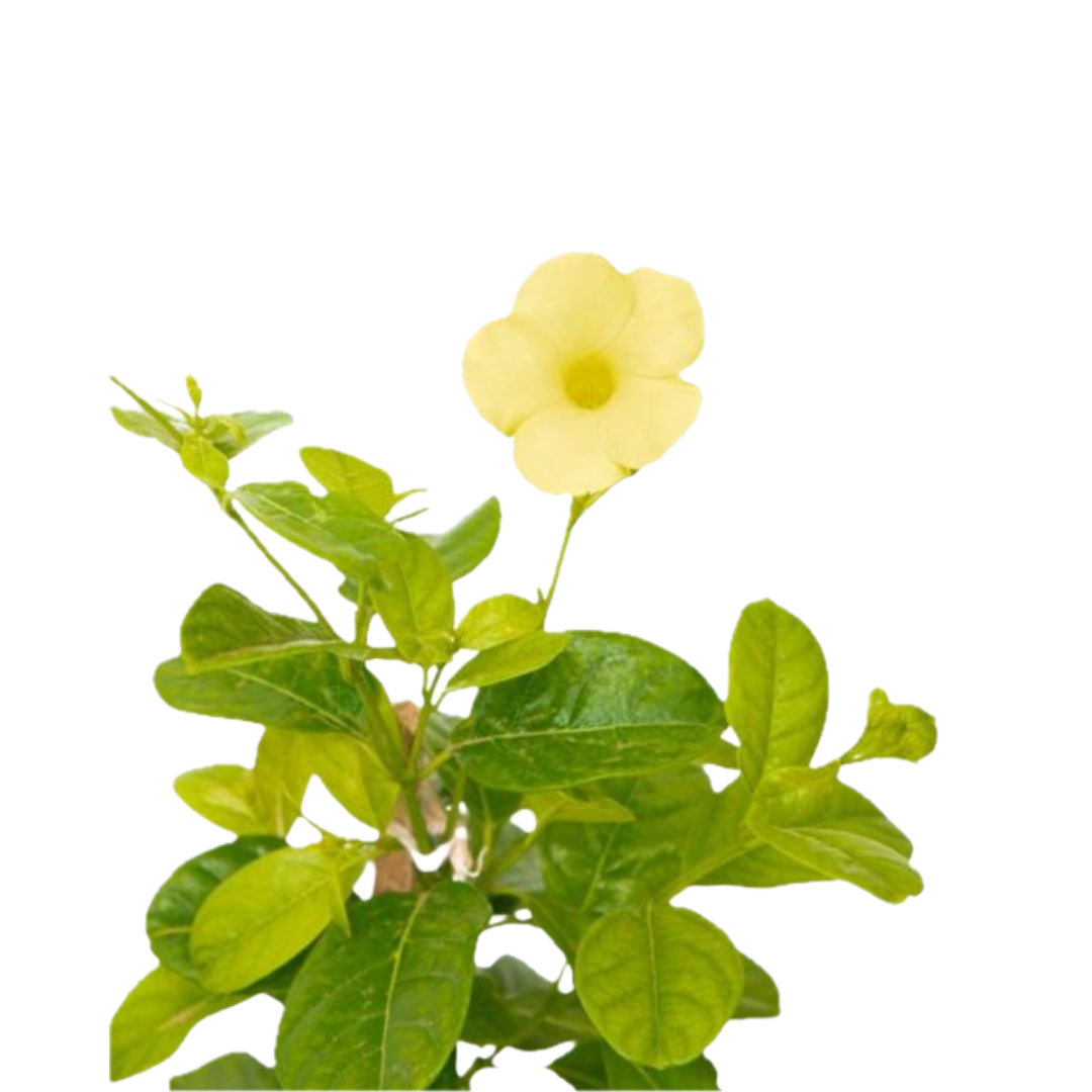 Golden Allamanda Creeper – Vibrant Blooming Beauty in Decorative Pot