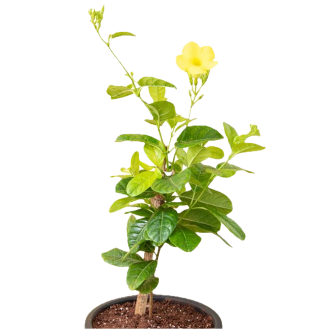 Golden Allamanda Creeper – Vibrant Blooming Beauty in Decorative Pot