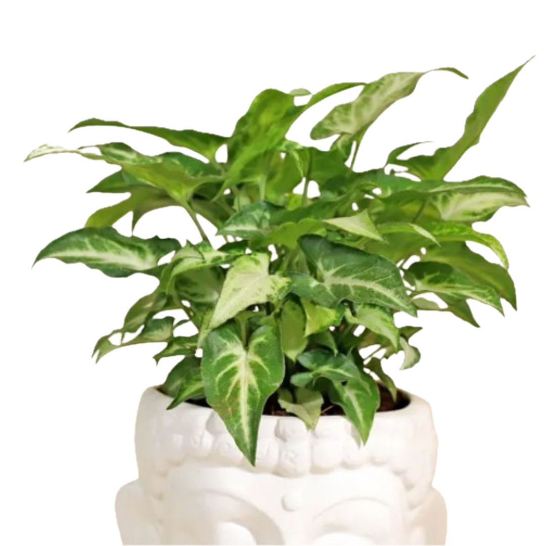 Mini Syngonium – Air-Purifying Beauty in Buddha Ceramic Planter