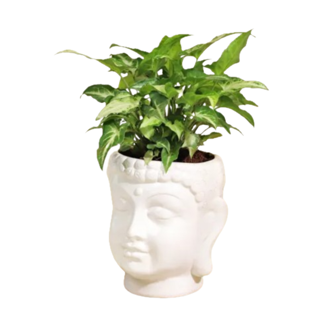 Mini Syngonium – Air-Purifying Beauty in Buddha Ceramic Planter