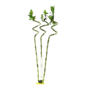 Elegant Spiral Lucky Bamboo β Pack of 3 for Triple Prosperity!