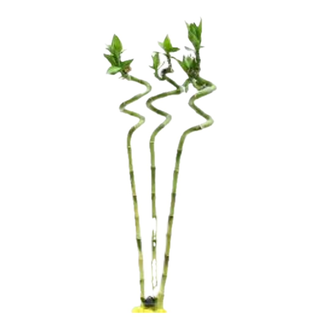 Elegant Spiral Lucky Bamboo β Pack of 3 for Triple Prosperity!
