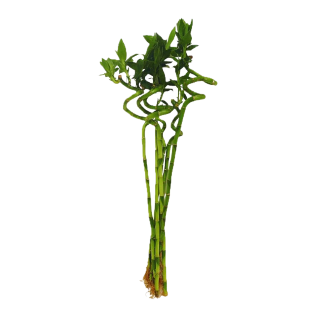 Majestic Spiral Lucky Bamboo β Pack of 6 for Ultimate Prosperity!