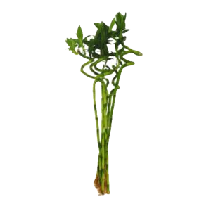 Majestic Spiral Lucky Bamboo β Pack of 6 for Ultimate Prosperity!