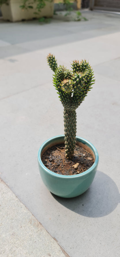 Prickly Pear Cactus for Sale – Enhance Your Landscape Today