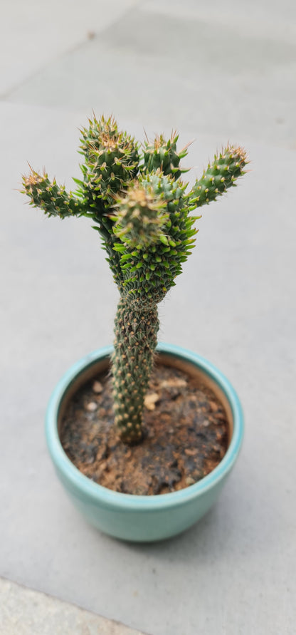 Prickly Pear Cactus for Sale – Enhance Your Landscape Today