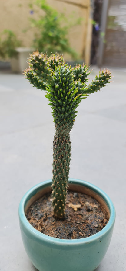 Prickly Pear Cactus for Sale – Enhance Your Landscape Today