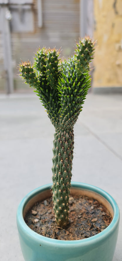 Prickly Pear Cactus for Sale – Enhance Your Landscape Today