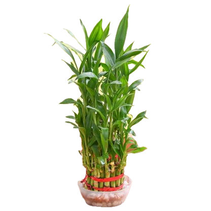 Premium 3-Layer Lucky Bamboo in Decorative Bowl – A Symbol of Fortune & Harmony!
