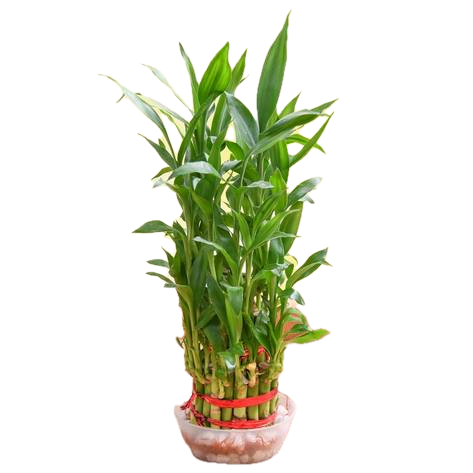 Premium 3-Layer Lucky Bamboo in Decorative Bowl – A Symbol of Fortune & Harmony!