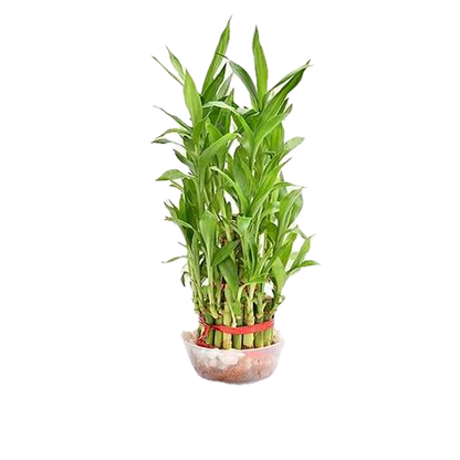 Premium 3-Layer Lucky Bamboo in Decorative Bowl – A Symbol of Fortune & Harmony!