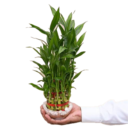 Premium 3-Layer Lucky Bamboo in Decorative Bowl – A Symbol of Fortune & Harmony!