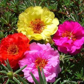 Blooming 9 O'Clock Portulaca – Vibrant Colors, Potted & Ready to Beautify Your Space!