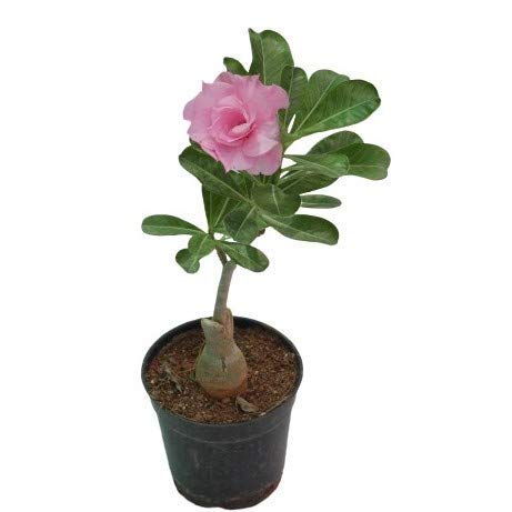 Exquisite Adenium Bonsai – Graceful Desert Rose in a Stylish Pot!