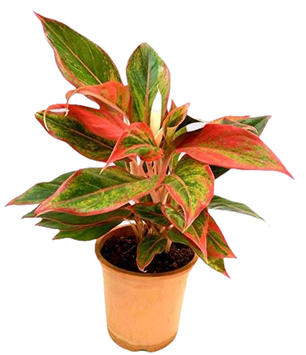 Aglaonema Lipstick – Vibrant Indoor Beauty in Elegant Pot
