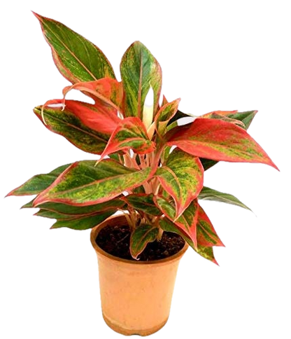 Aglaonema Lipstick – Vibrant Indoor Beauty in Elegant Pot
