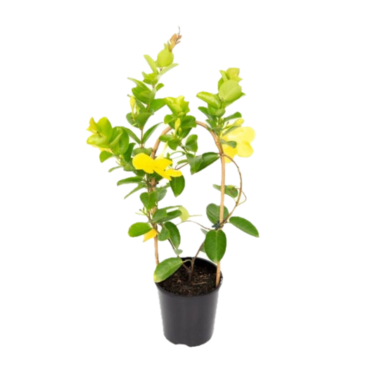 Golden Allamanda Creeper – Vibrant Blooming Beauty in Decorative Pot