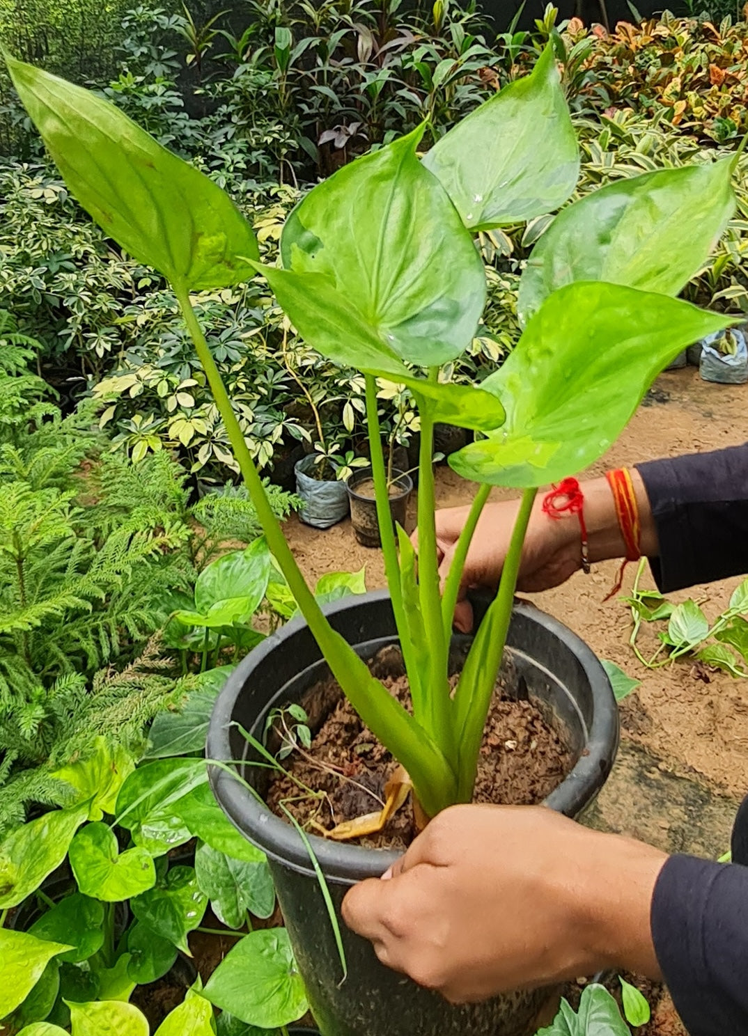 Alocasia Cucullata - Elegant Indoor Foliage with Heart-Shaped Leaves