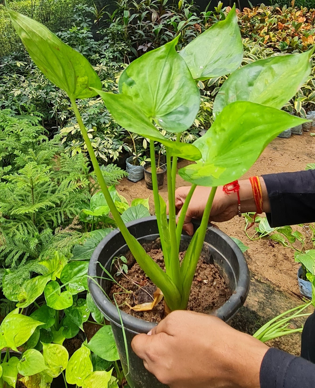 Alocasia Cucullata - Elegant Indoor Foliage with Heart-Shaped Leaves