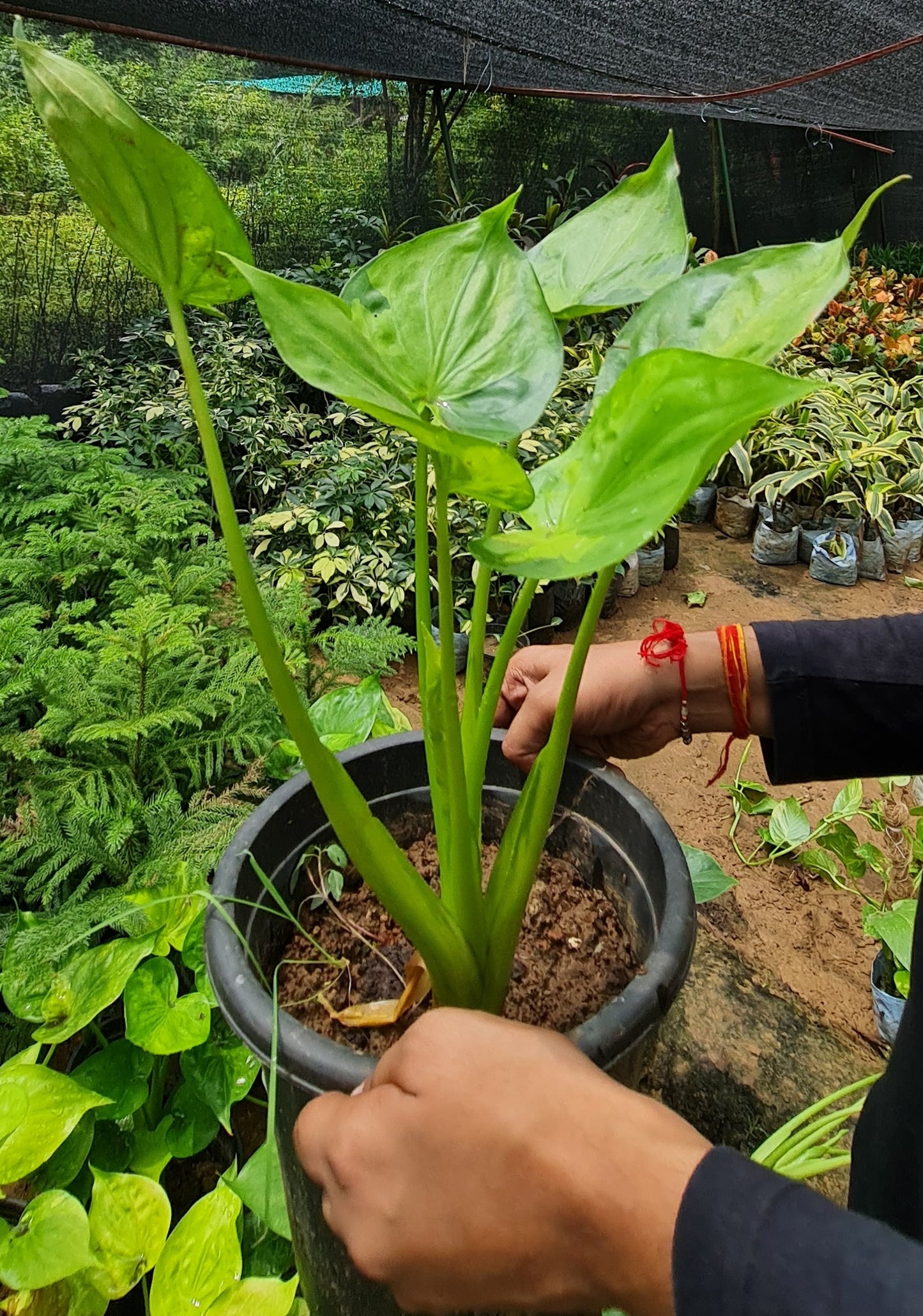 Alocasia Cucullata - Elegant Indoor Foliage with Heart-Shaped Leaves