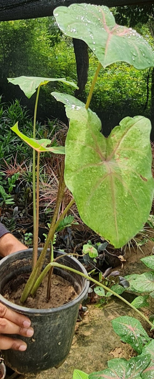 Alocasia Plant - Exotic Indoor Foliage with Striking Elephant Ear