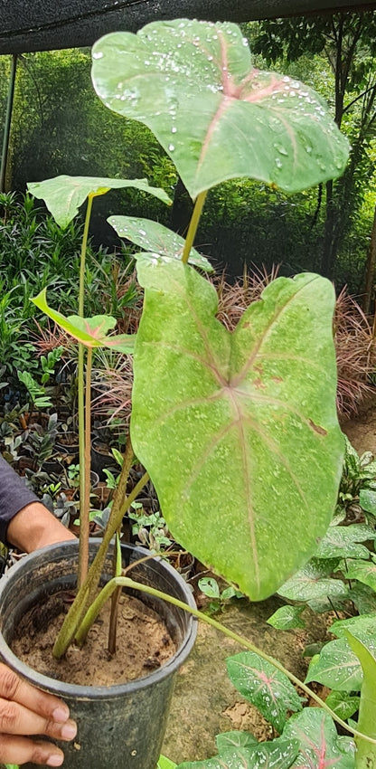 Alocasia Plant - Exotic Indoor Foliage with Striking Elephant Ear