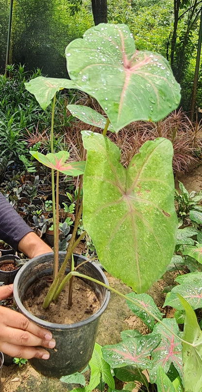 Alocasia Plant - Exotic Indoor Foliage with Striking Elephant Ear