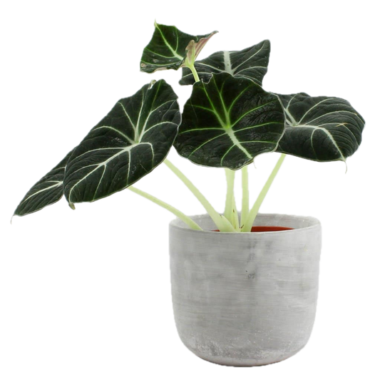Exotic Alocasia – Striking Foliage Plant in Elegant Pot