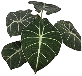 Exotic Alocasia – Striking Foliage Plant in Elegant Pot