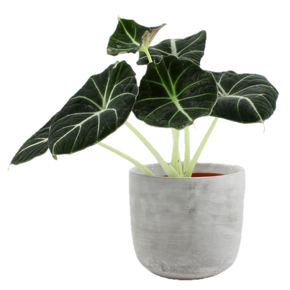 Exotic Alocasia – Striking Foliage Plant in Elegant Pot