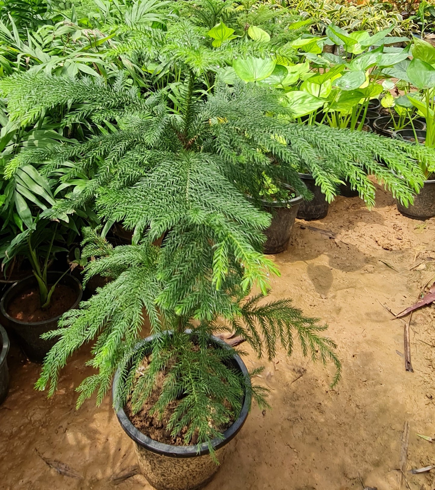 Araucaria Heterophylla - Elegant Norfolk Island Pine for Indoor and Outdoor Decor