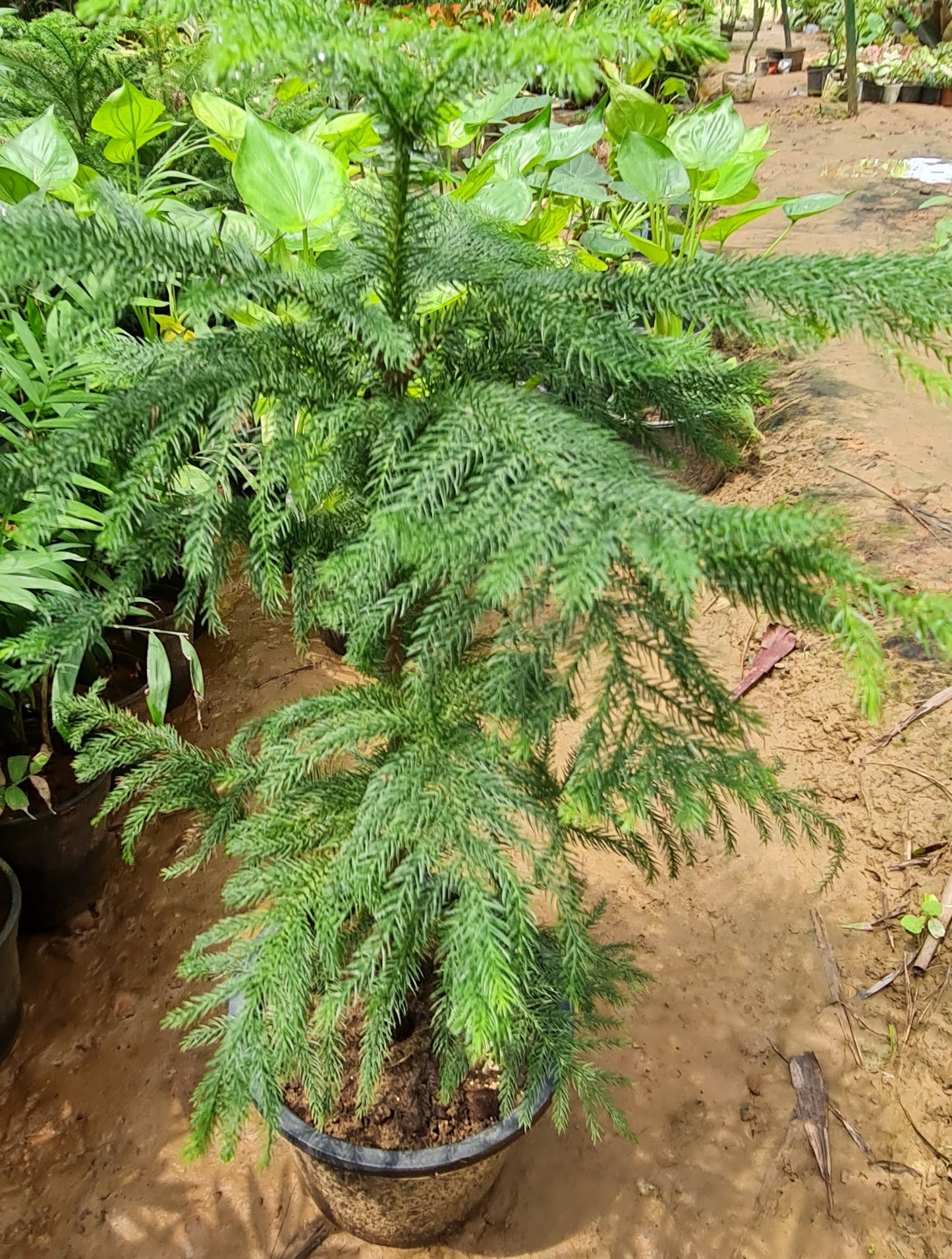 Araucaria Heterophylla - Elegant Norfolk Island Pine for Indoor and Outdoor Decor