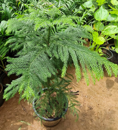 Araucaria Heterophylla - Elegant Norfolk Island Pine for Indoor and Outdoor Decor