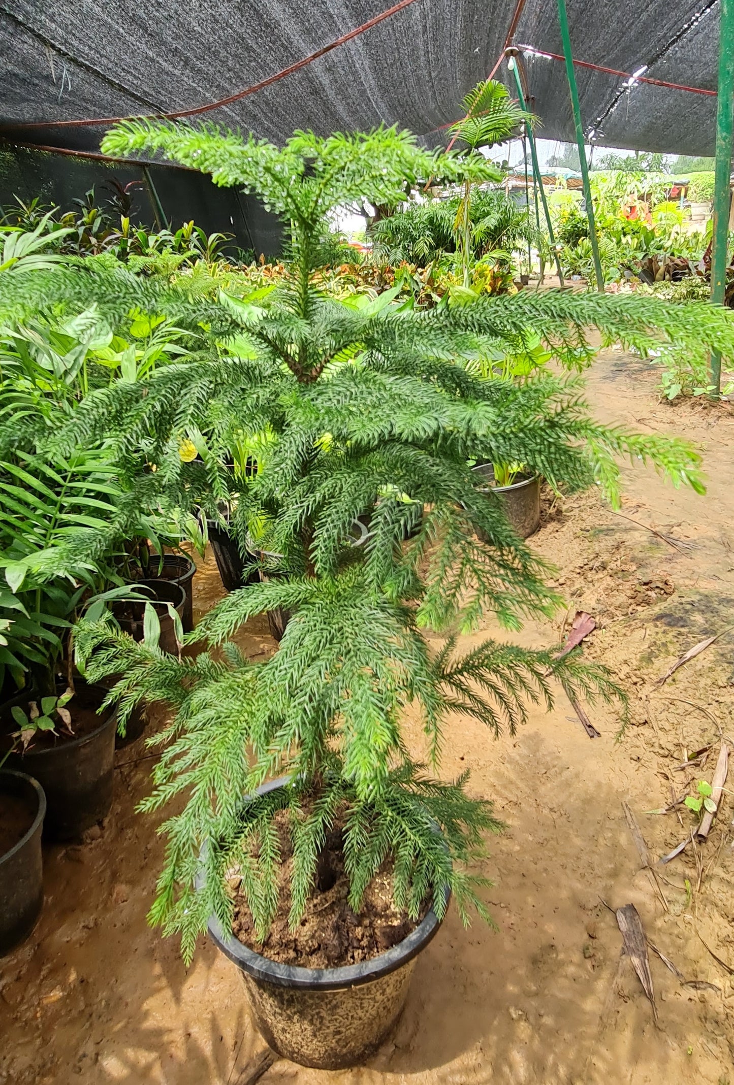 Araucaria Heterophylla - Elegant Norfolk Island Pine for Indoor and Outdoor Decor