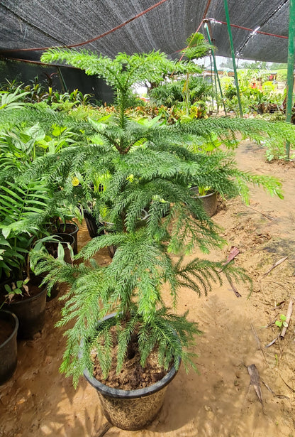 Araucaria Heterophylla - Elegant Norfolk Island Pine for Indoor and Outdoor Decor