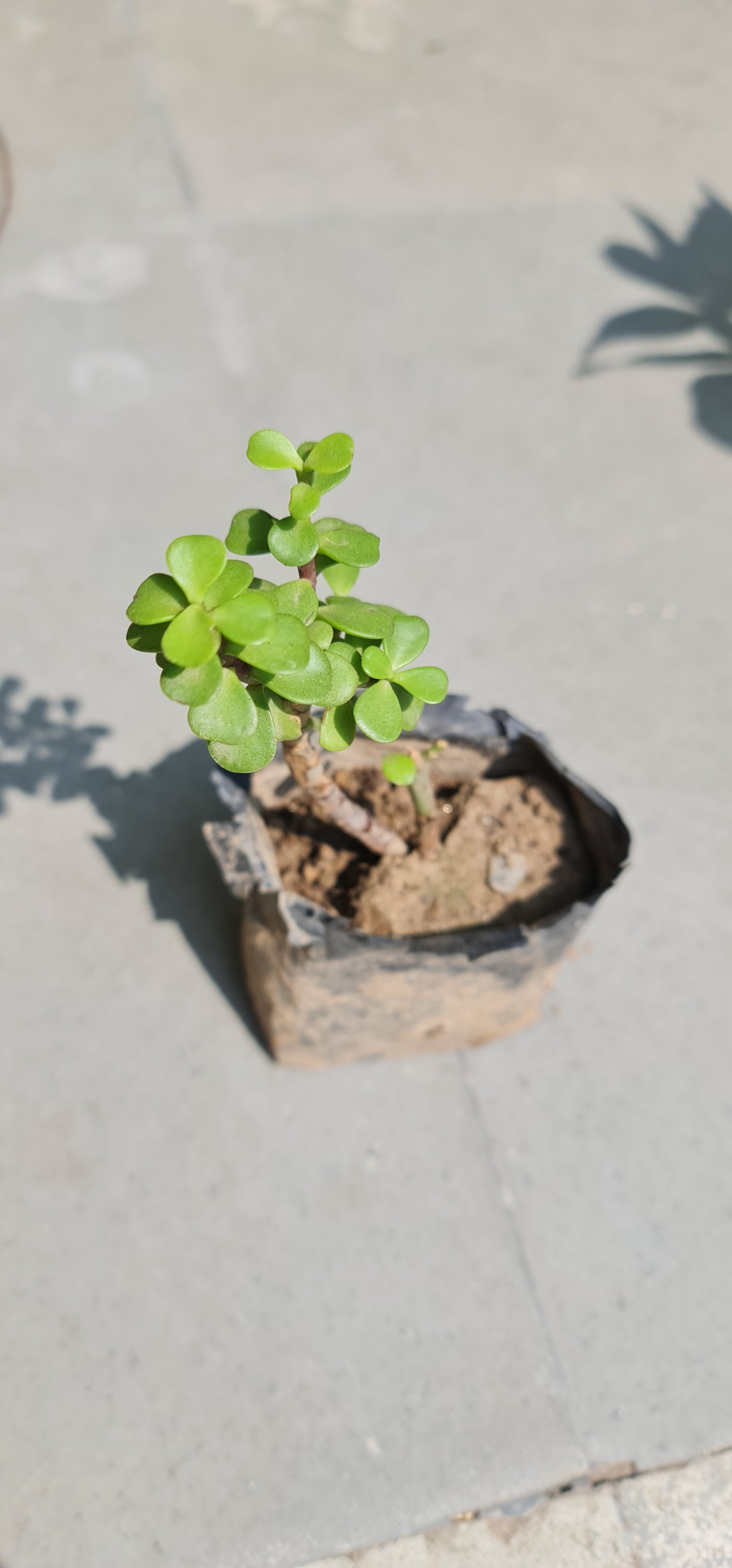 Charming Jade Sapling