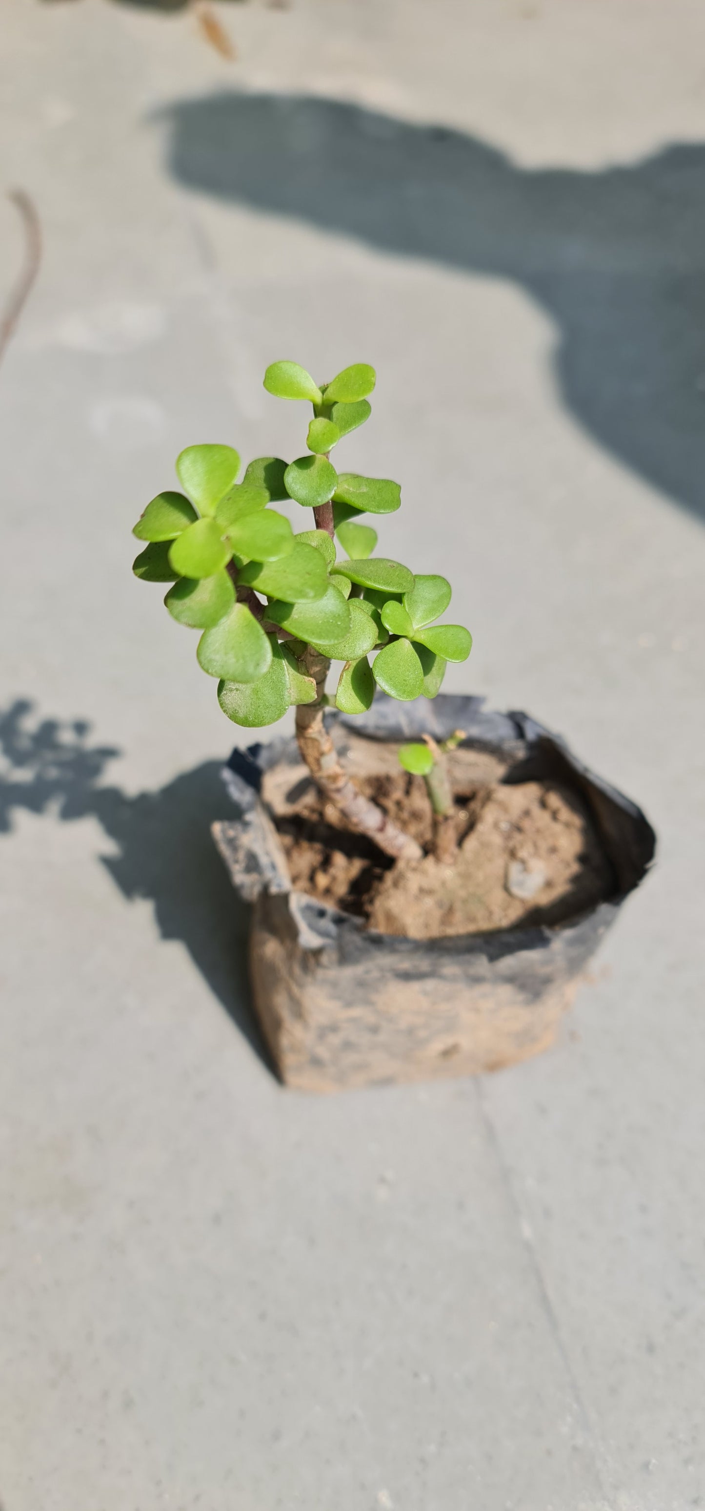 Charming Jade Sapling