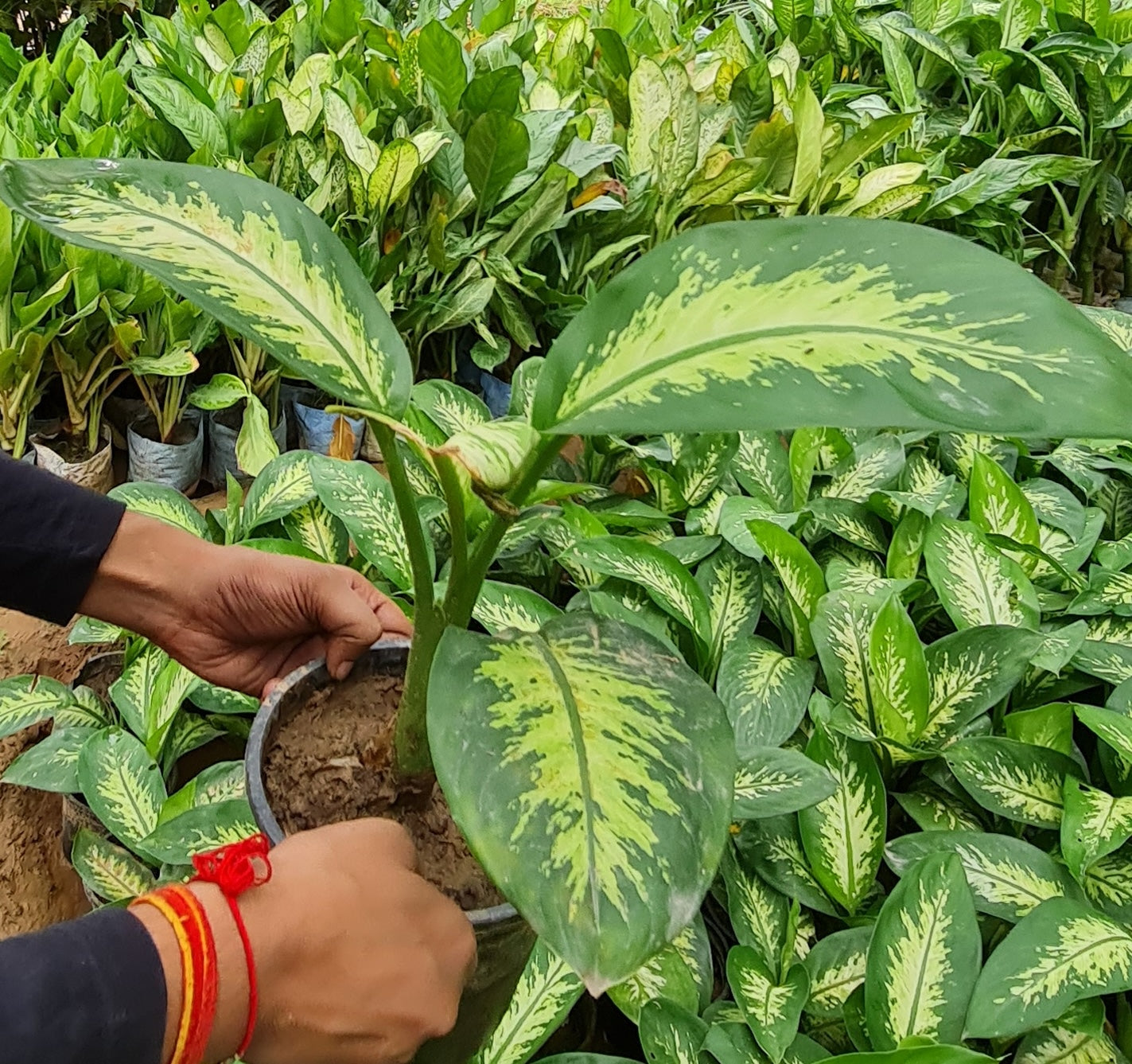 Dieffenbachia Seguine - Lush Indoor Foliage with Variegated Leaves