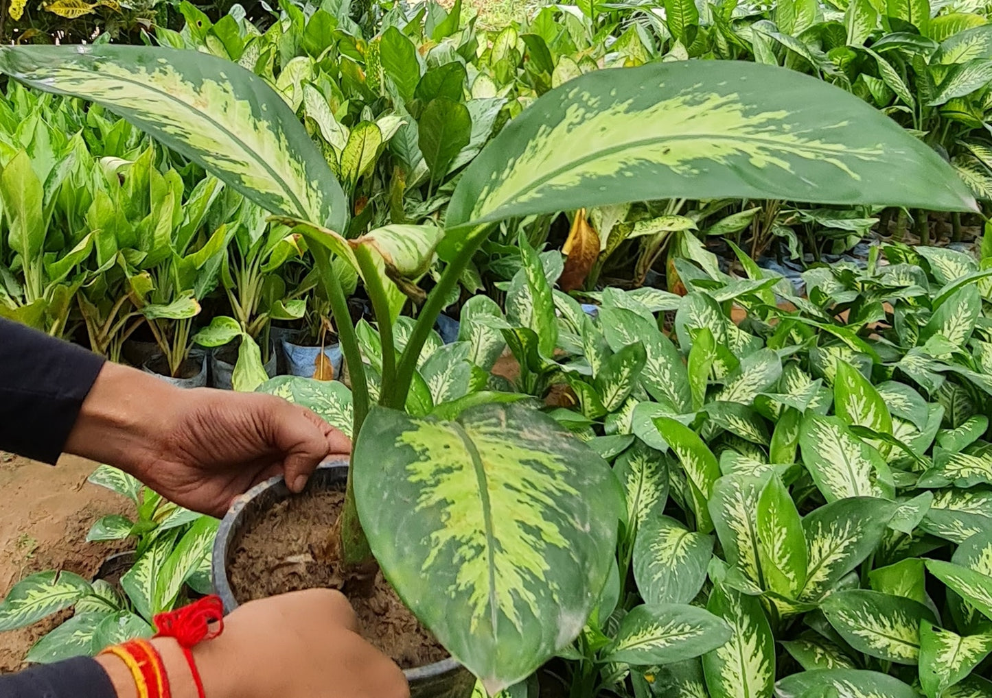 Dieffenbachia Seguine - Lush Indoor Foliage with Variegated Leaves